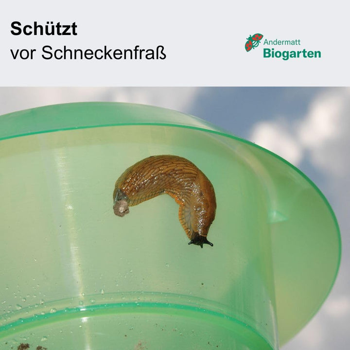 Schneckenkragen mechanisch 12er-Pack aus recyceltem Kunststoff - Bild 3