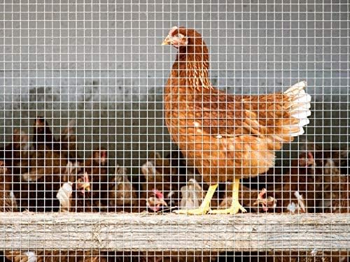 Drahtgitter verzinkt feinmaschig 6,3 mm Volierendraht 100x1000 cm - Bild 7