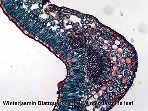 Mikroskop Dauerpräparate 100x Glas mit Deckglas Biologie Set - Bild 5