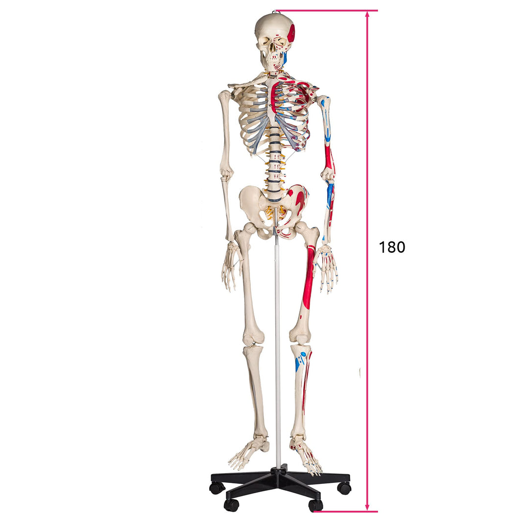 Anatomie-Skelett lebensgroß PVC mit Rollständer und Muskelbemalung - Bild 6