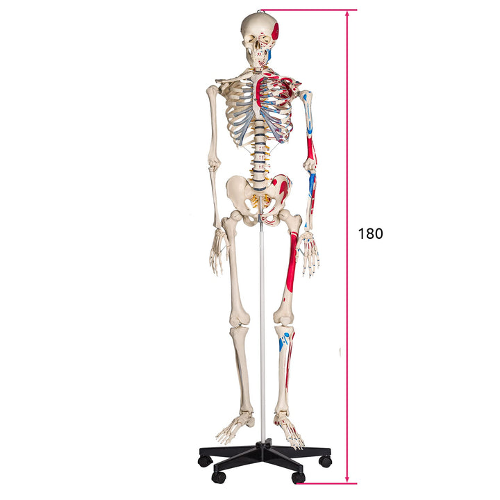 Anatomie-Skelett lebensgroß PVC mit Rollständer und Muskelbemalung - Bild 6