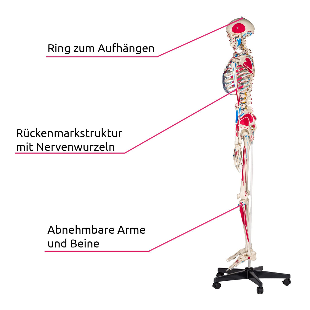 Anatomie-Skelett lebensgroß PVC mit Rollständer und Muskelbemalung - Bild 4