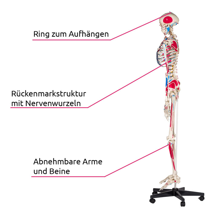 Anatomie-Skelett lebensgroß PVC mit Rollständer und Muskelbemalung - Bild 4