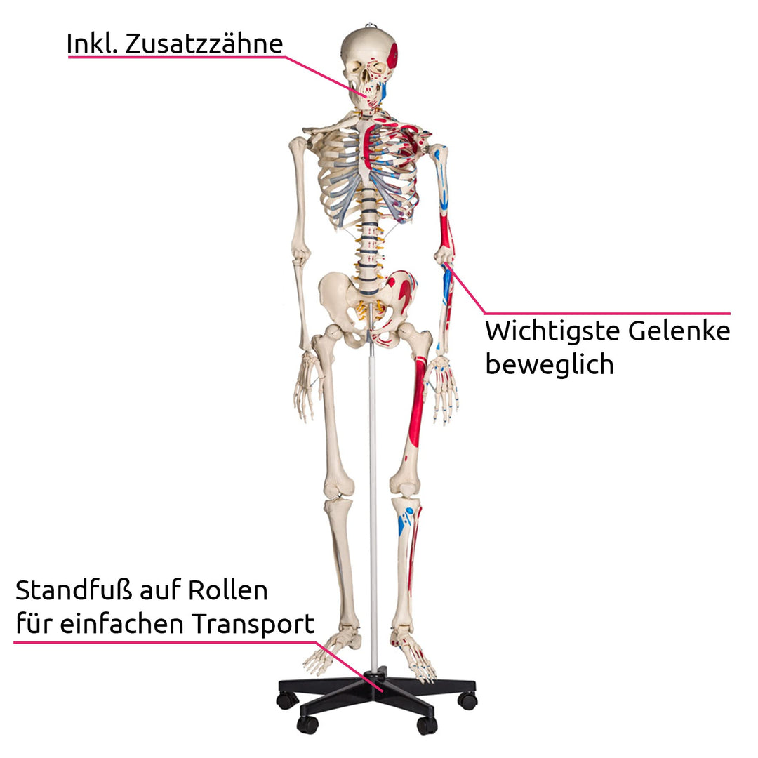 Anatomie-Skelett lebensgroß PVC mit Rollständer und Muskelbemalung - Bild 2