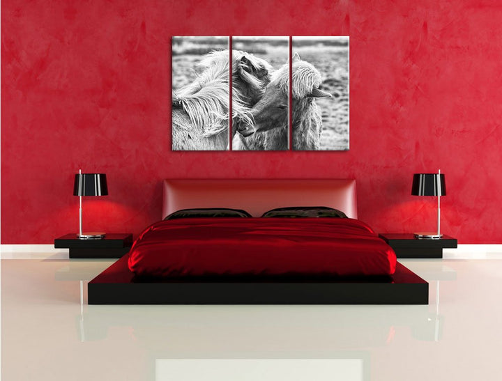 Leinwandbild 3-teilig Islandpferde Schwarz-Weiss 120x80 cm - Bild 4