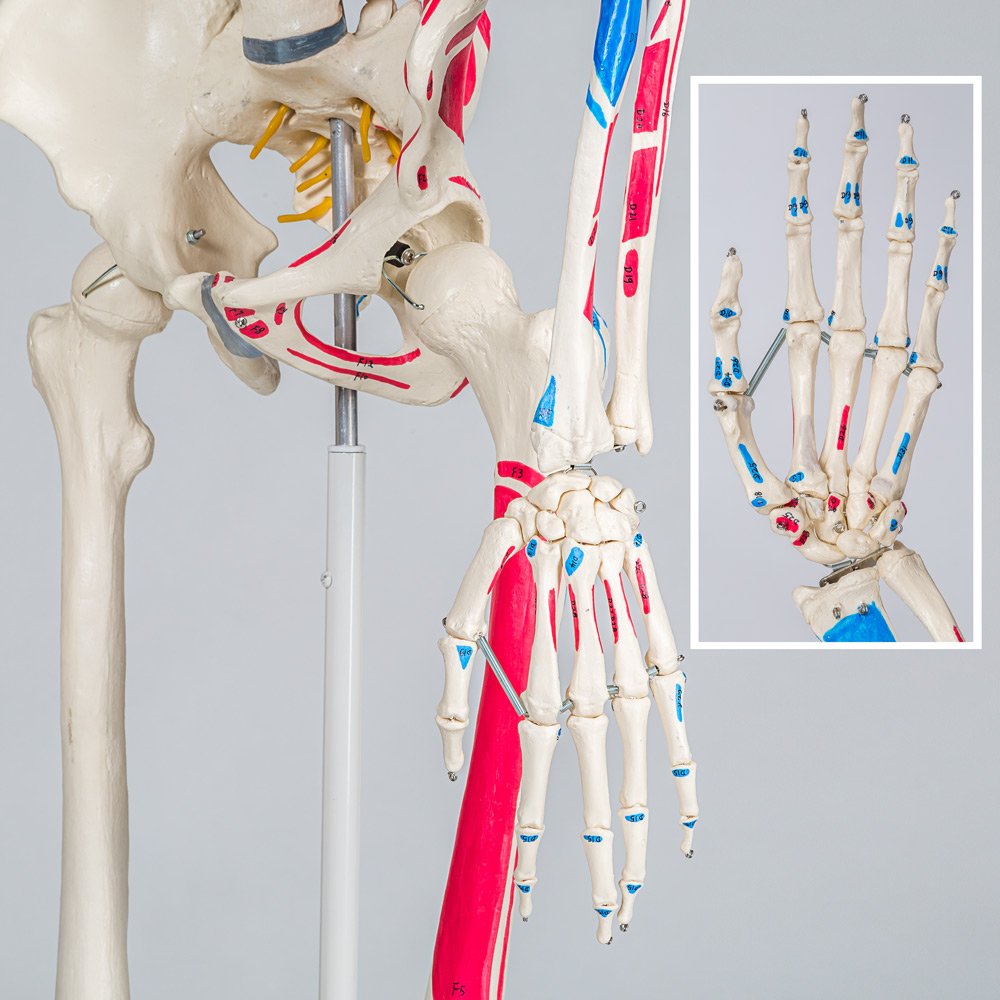Anatomie-Skelett lebensgroß PVC mit Rollständer und Muskelbemalung - Bild 8