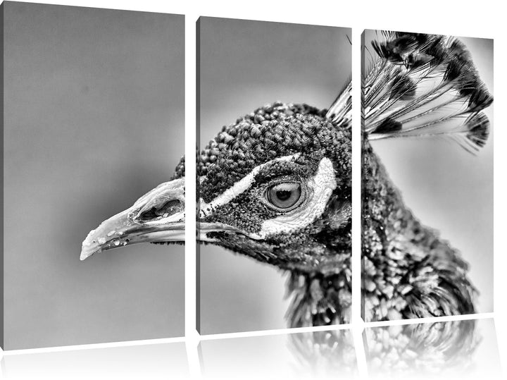 Leinwandbild Pfau 3-teilig farbenfroher Druck 120x80cm