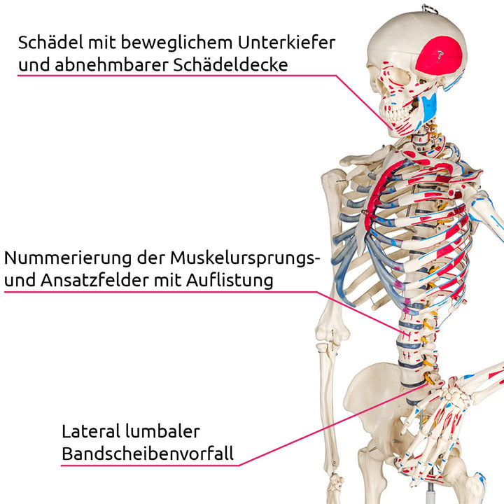 Anatomie-Skelett lebensgroß PVC mit Rollständer und Muskelbemalung - Bild 3