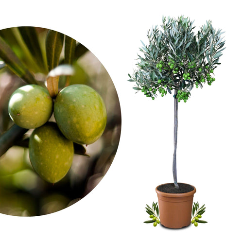 Olivenbaum im Kübel Olea Europaea Stämmchen immergrün Terrasse