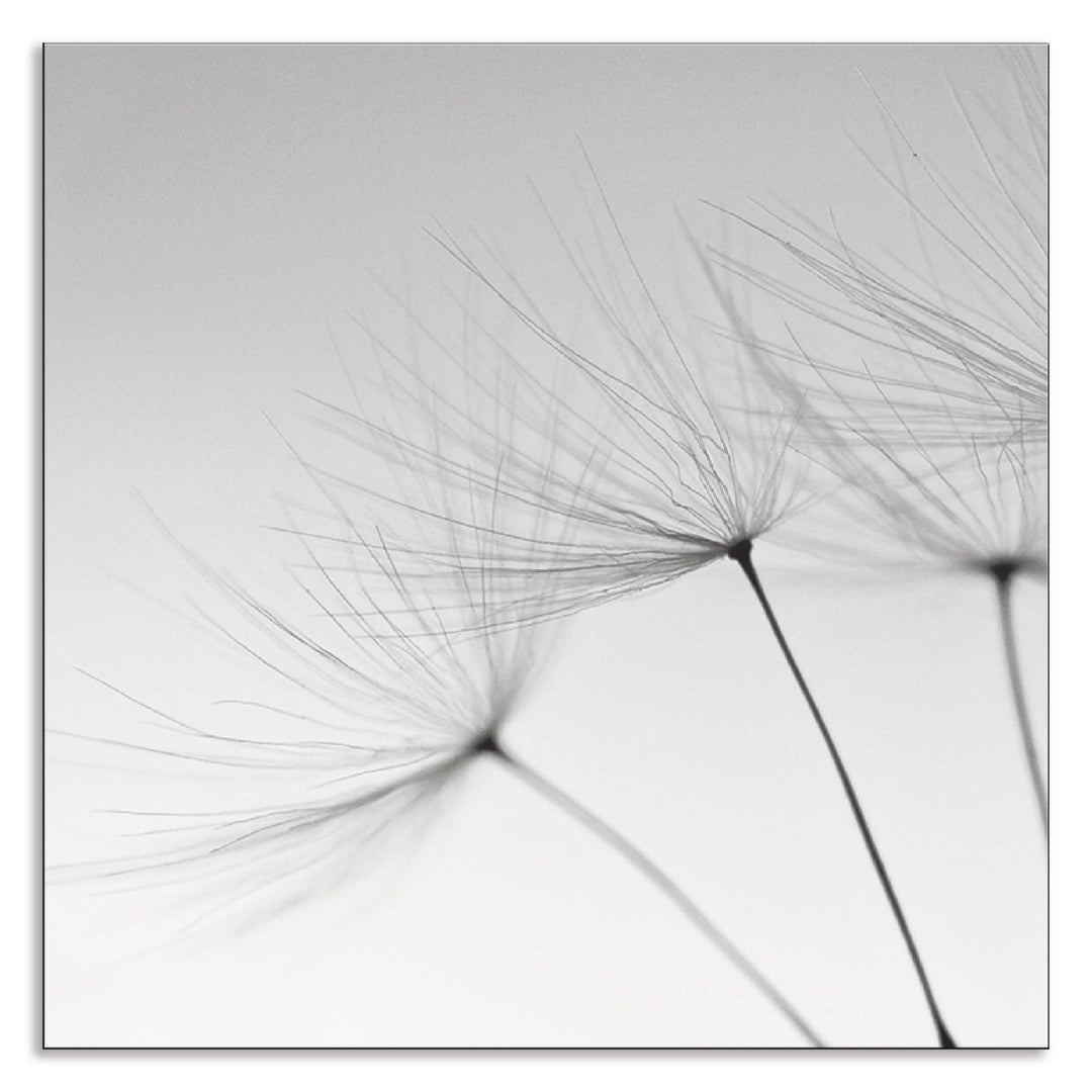 Küchenrückwand Alu Pusteblume Grau 60x60 cm Spritzschutz