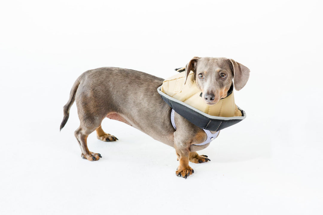 Halskrause Hund Katze weich gepolstert wasserfest wendbar Small - Bild 5
