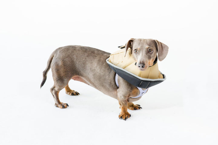 Halskrause Hund Katze weich gepolstert wasserfest wendbar Small - Bild 5