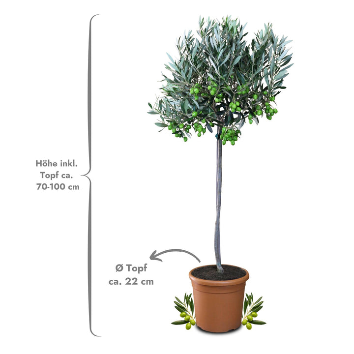 Olivenbaum im Kübel Olea Europaea Stämmchen immergrün Terrasse - Bild 3