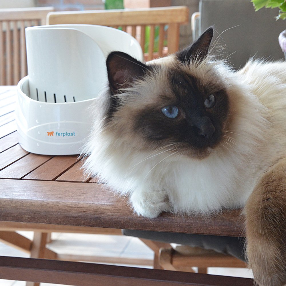 Katzenbrunnen mit Aktivkohlefilter 2 Liter für Katzen und kleine Hunde - Bild 12