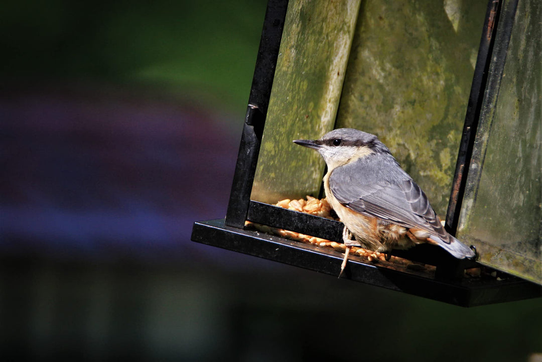 Vogelhaus Kiefernholz mit Futterschublade NABU-konform wetterfest - Bild 7