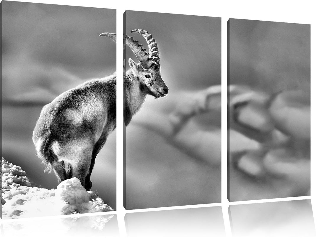 Leinwandbild 3-teilig Steinbock im Schnee 120x80 cm Wanddeko