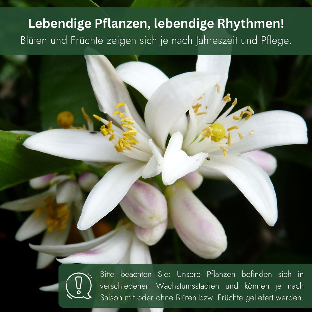 Olivenbaum im Kübel Olea Europaea Stämmchen immergrün Terrasse - Bild 7