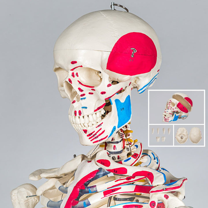 Anatomie-Skelett lebensgroß PVC mit Rollständer und Muskelbemalung - Bild 5