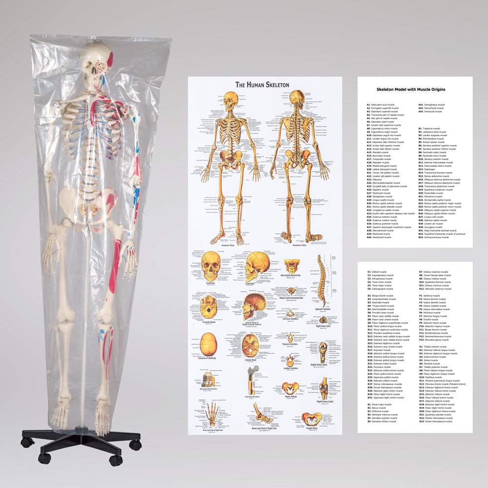Anatomie-Skelett lebensgroß PVC mit Rollständer und Muskelbemalung - Bild 9