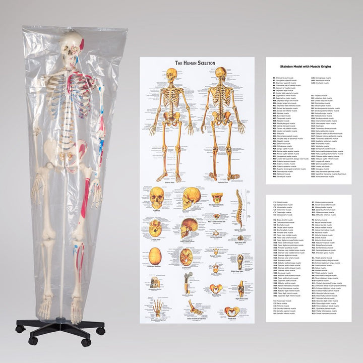 Anatomie-Skelett lebensgroß PVC mit Rollständer und Muskelbemalung - Bild 9