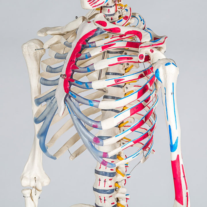 Anatomie-Skelett lebensgroß PVC mit Rollständer und Muskelbemalung - Bild 7