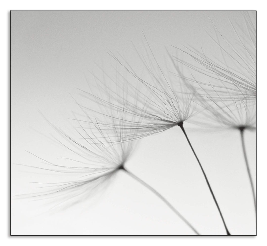 Küchenrückwand Alu Pusteblume Grau 60x55 cm Spritzschutz