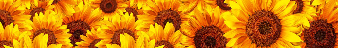 Küchenrückwand Folie selbstklebend Sonnenblumen 260x60 cm - Bild 2