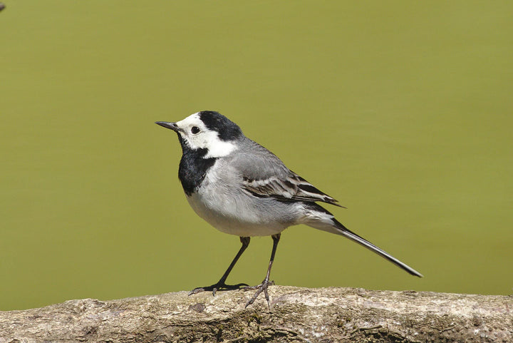 Vogelhaus Kiefernholz mit Futterschublade NABU-konform wetterfest - Bild 4