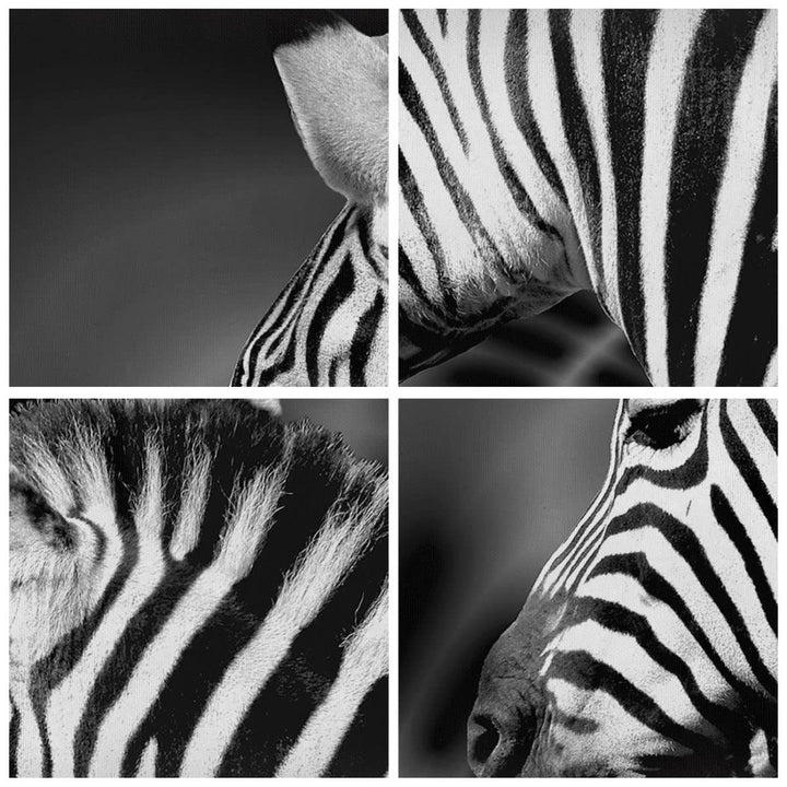 Leinwandbild Schwarz-Weiss Natur &amp; Tiere 100x40 cm aufhaengefertig - Bild 5