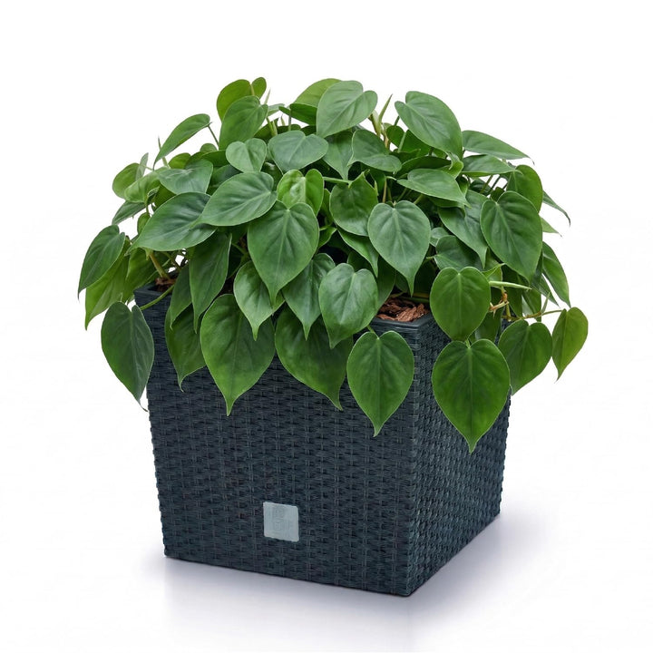 Pflanzkübel Rattan-Optik Kunststoff 40x40x40 cm anthrazit Innen/Aussen - Bild 4