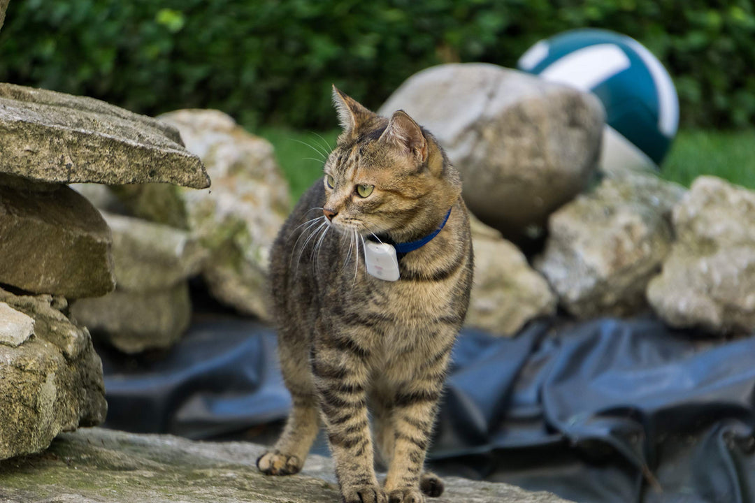Haustier-Tracker RF 2,4 GHz ohne Abo 2 Sender Katze Hund - Bild 10