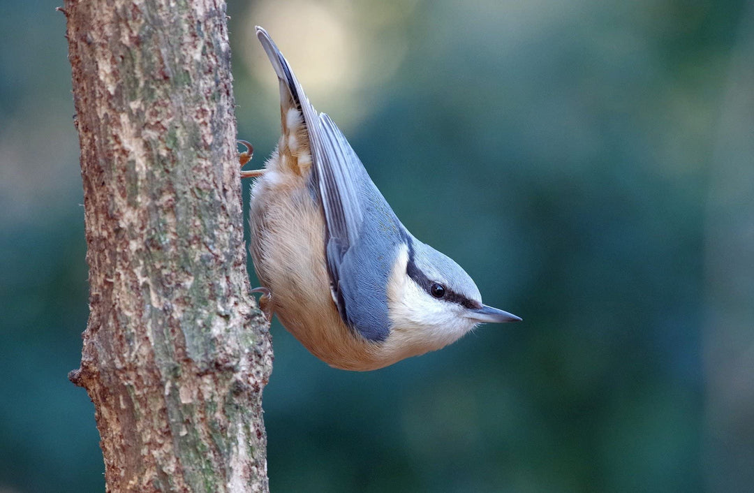 Vogelhaus Kiefernholz mit Futterschublade NABU-konform wetterfest - Bild 6