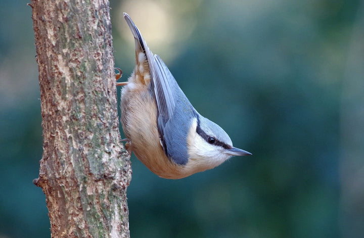 Vogelhaus Kiefernholz mit Futterschublade NABU-konform wetterfest - Bild 6