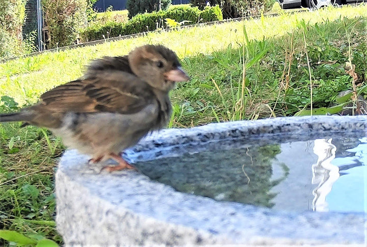 Vogelbad Granit Schale frostsicher 35 cm für Garten - Bild 4