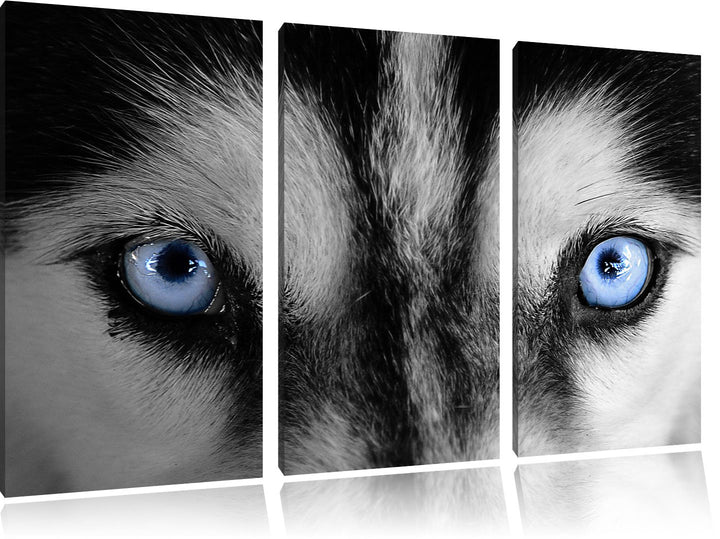 Leinwandbild 3-teilig Husky Augen Blau 120x80cm fertig gespannt