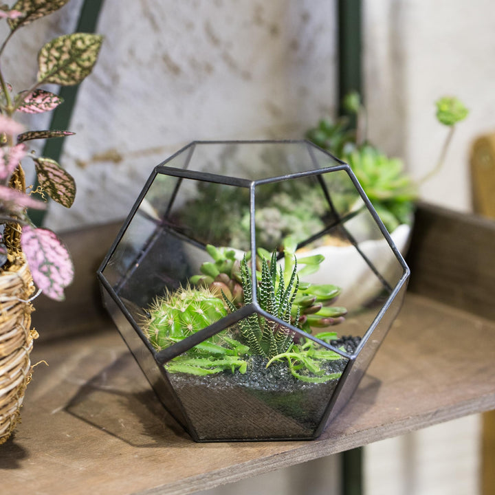 Glas-Terrarium Dodekaeder geometrisch 17,5x15 cm für Sukkulenten - Bild 8