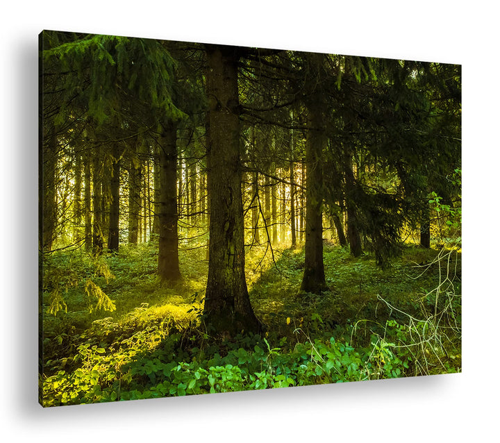 Leinwandbild Waldlichtung 80x60 cm auf Echtholzrahmen