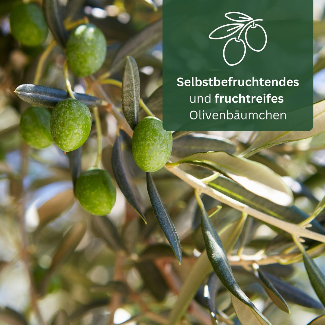 Olivenbaum im Kübel Olea Europaea Stämmchen immergrün Terrasse - Bild 4