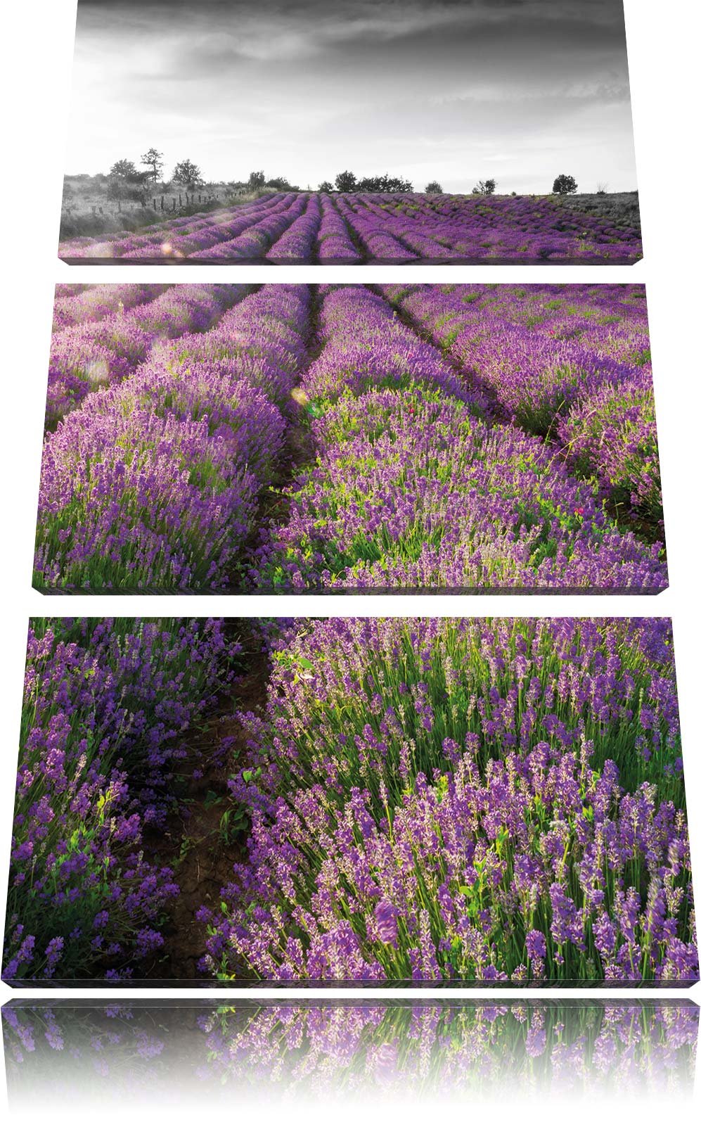 Leinwandbild Lavendelfelder Provence 3-teilig 120x80 cm