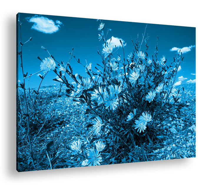 Leinwandbild Kornblumen Blau Monochrom 80x60 cm Echtholzrahmen