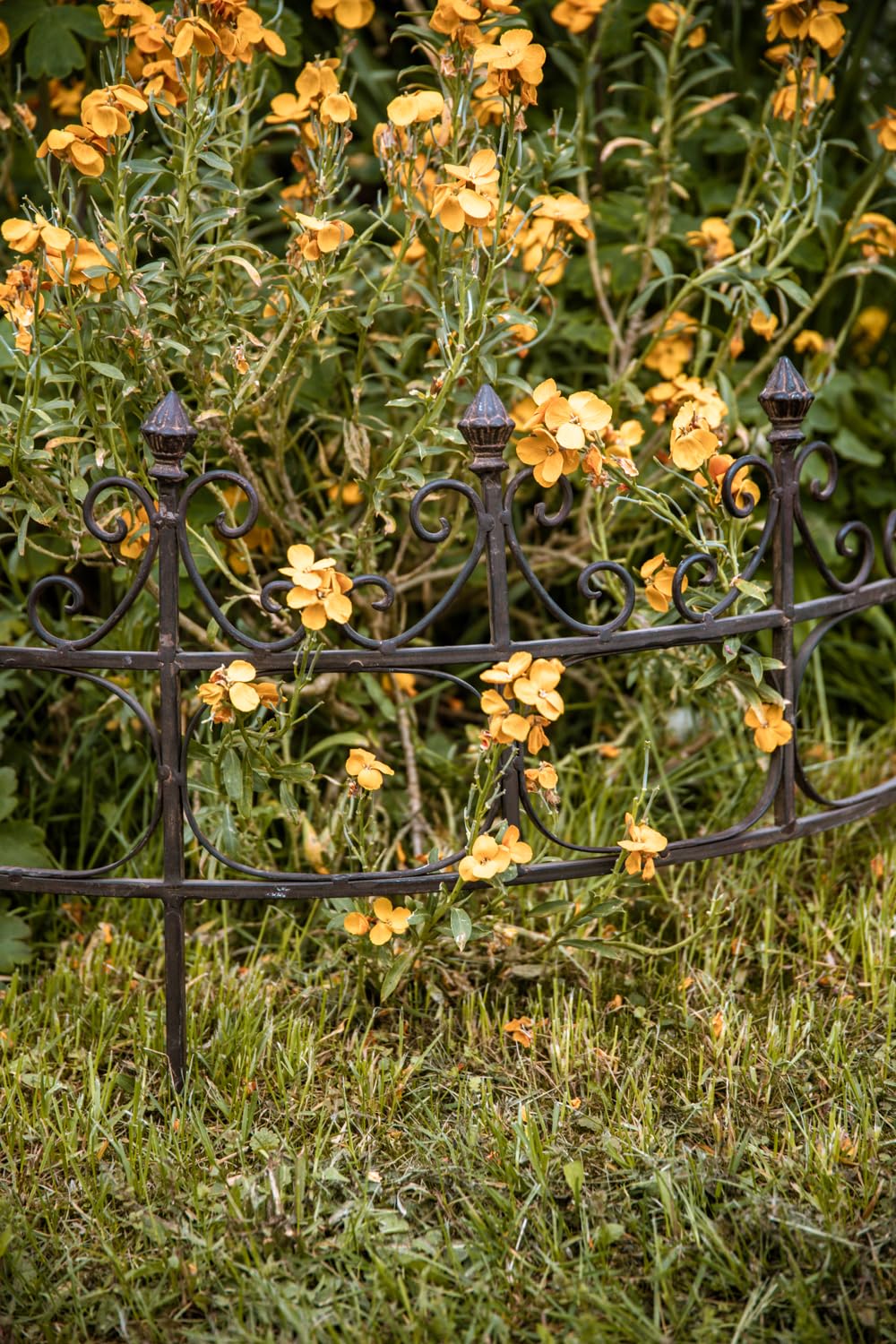 Staudenhalter Halbrund Volleisen Rost 70 cm breit Rankhilfe Garten - Bild 4