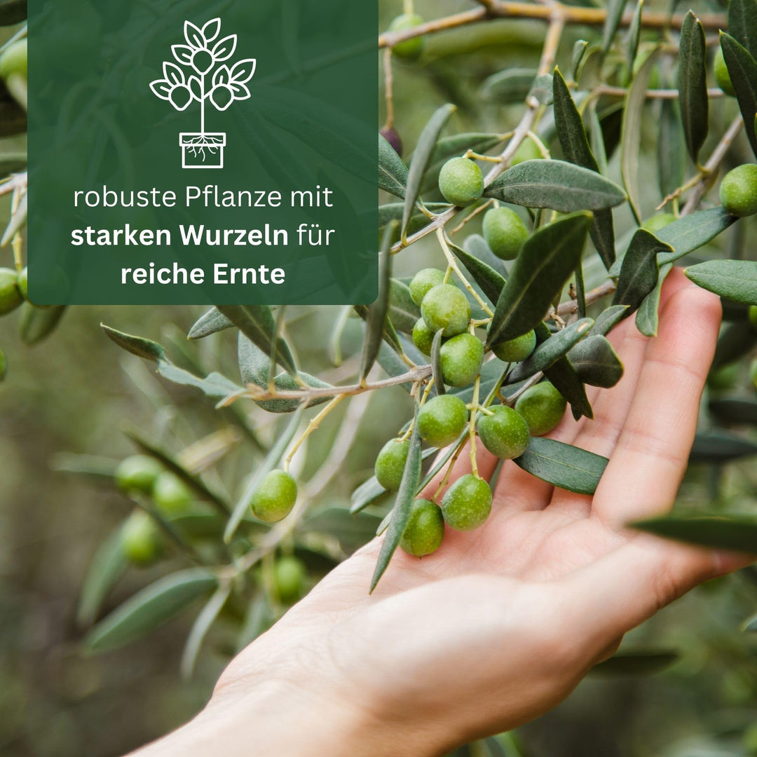 Olivenbaum im Kübel Olea Europaea Stämmchen immergrün Terrasse - Bild 5