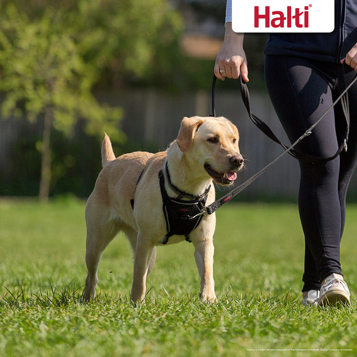 Anti-Zug Hundegeschirr mit Trainingsleine Set Medium Schwarz - Bild 6