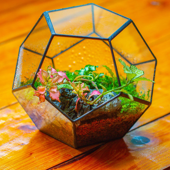 Glas-Terrarium Dodekaeder geometrisch 17,5x15 cm für Sukkulenten - Bild 5