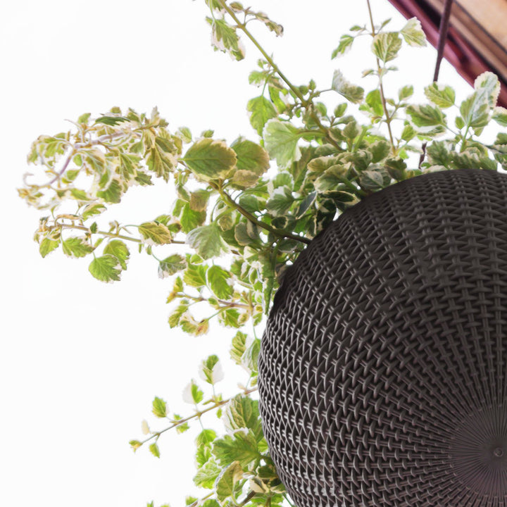 Pflanzampel Kunststoff Rattan-Optik mit Kette und Haken anthrazit - Bild 5