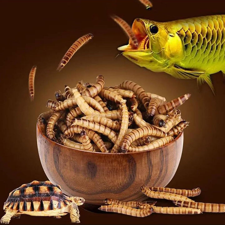 Hermetia Larven getrocknet 10 kg für Vögel Reptilien Teichfische - Bild 6