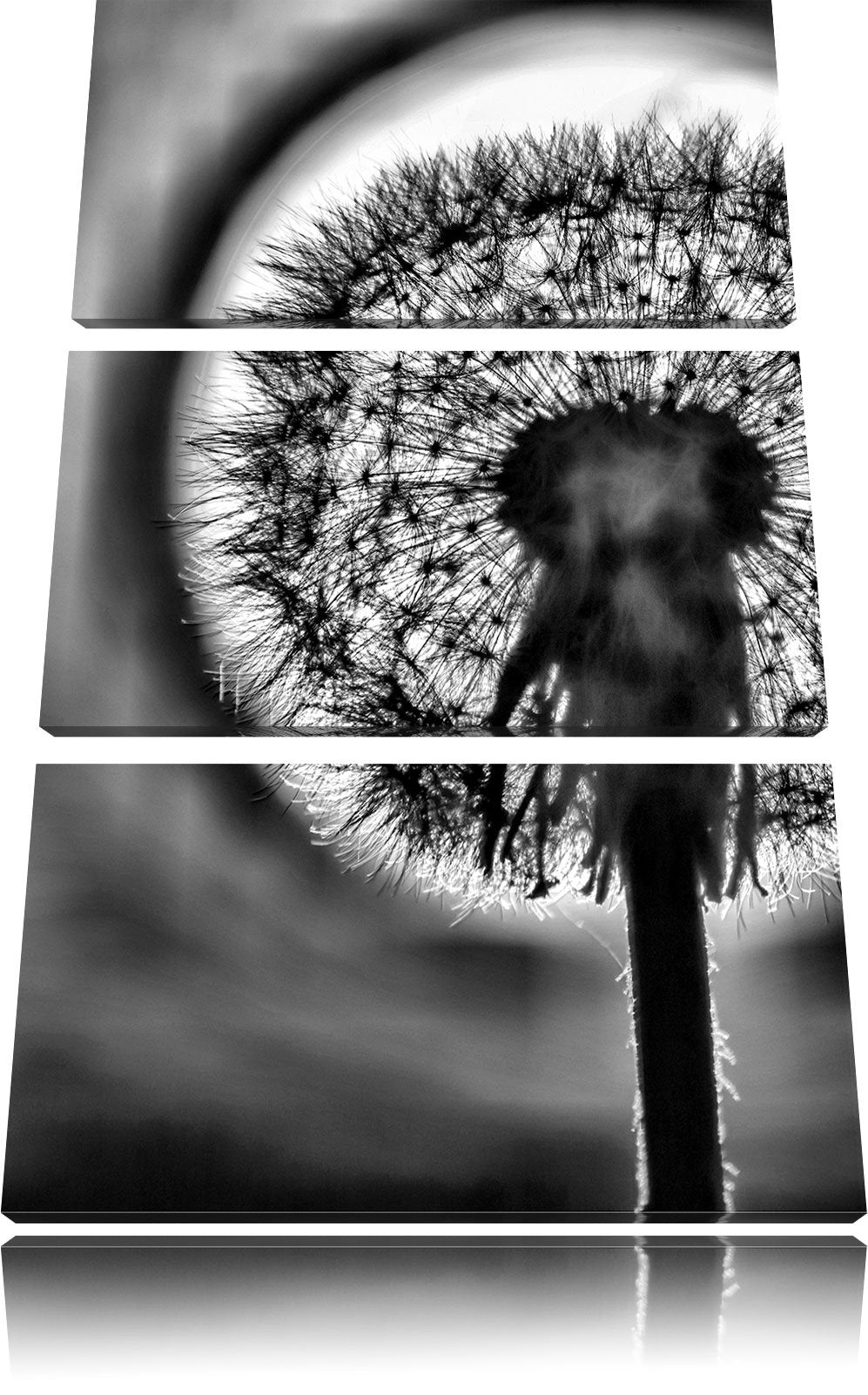Leinwandbild Pusteblume 3-teilig 120x80 cm Wanddeko Natur