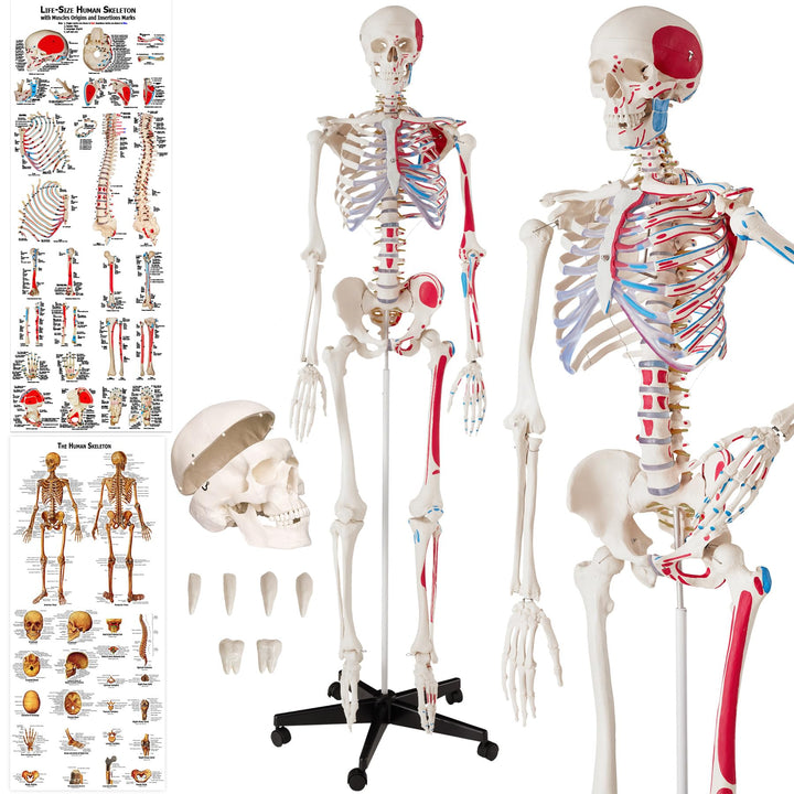 Anatomie-Skelett lebensgroß PVC mit Rollständer und Muskelbemalung
