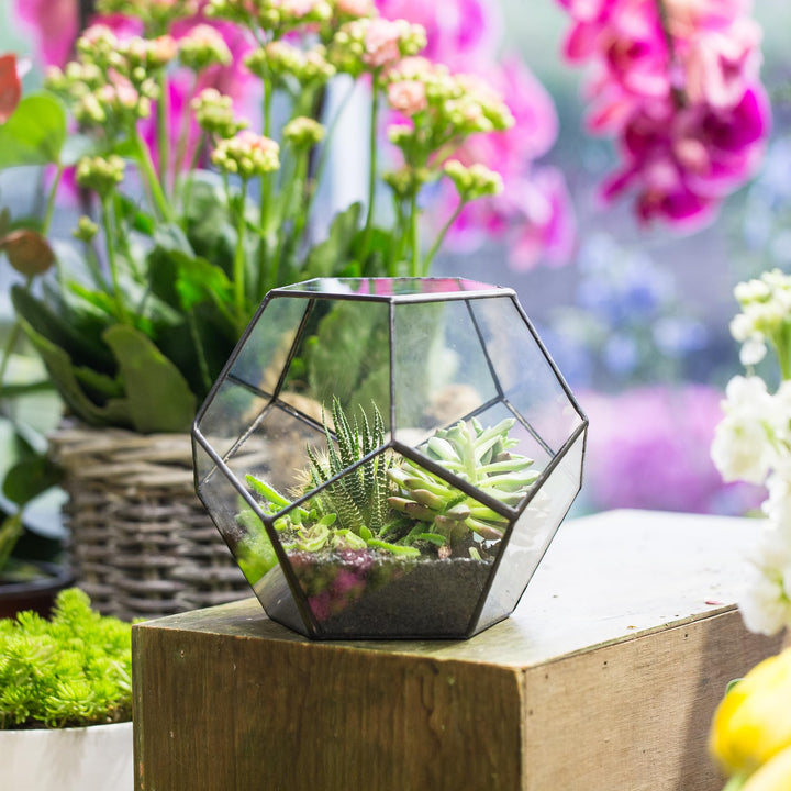 Glas-Terrarium Dodekaeder geometrisch 17,5x15 cm für Sukkulenten - Bild 9