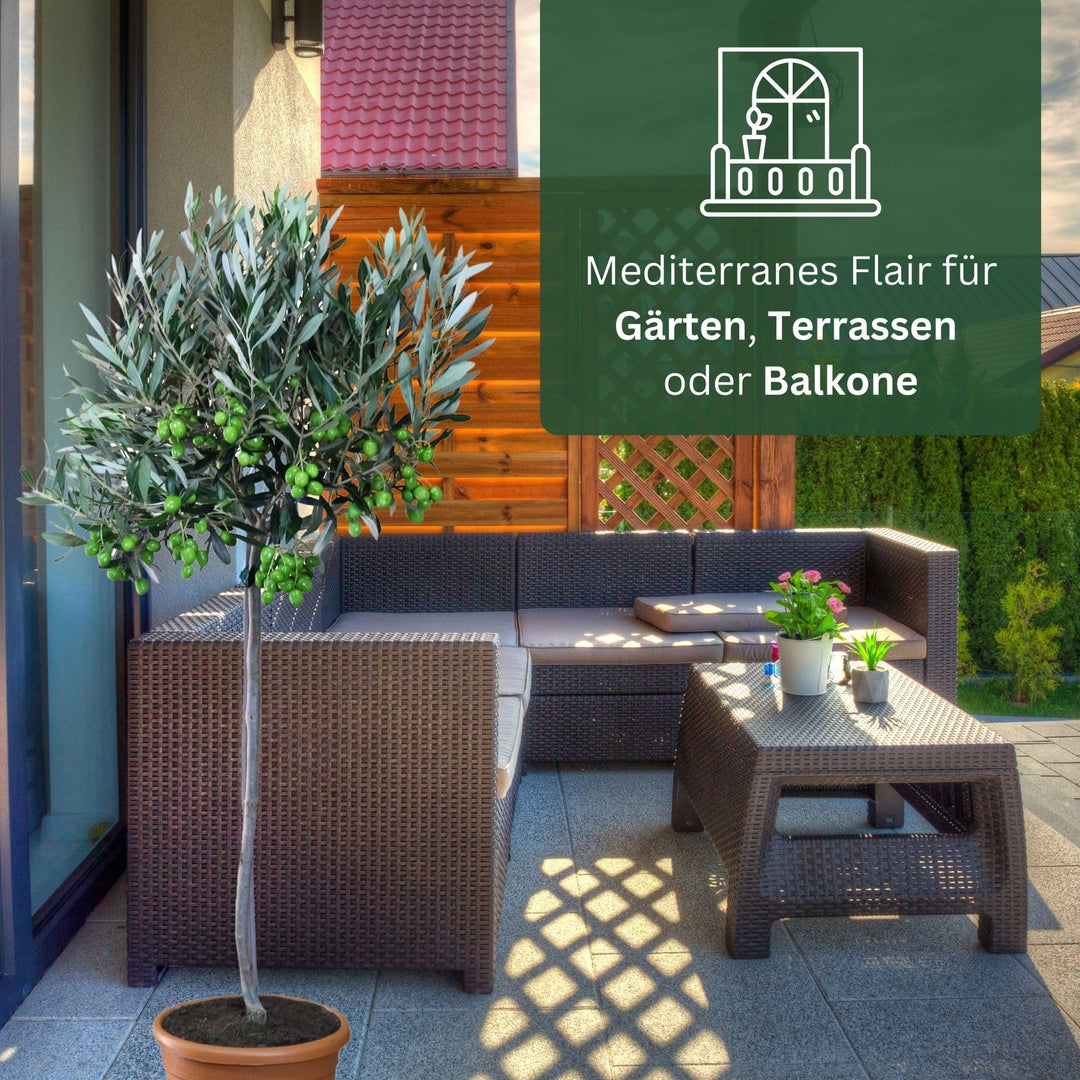 Olivenbaum im Kübel Olea Europaea Stämmchen immergrün Terrasse - Bild 6